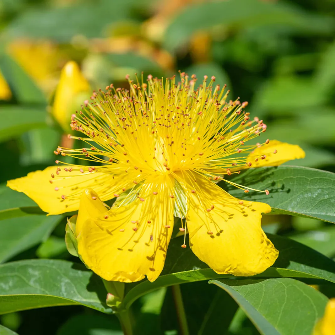Hypericum Ascyron Flower Seeds
