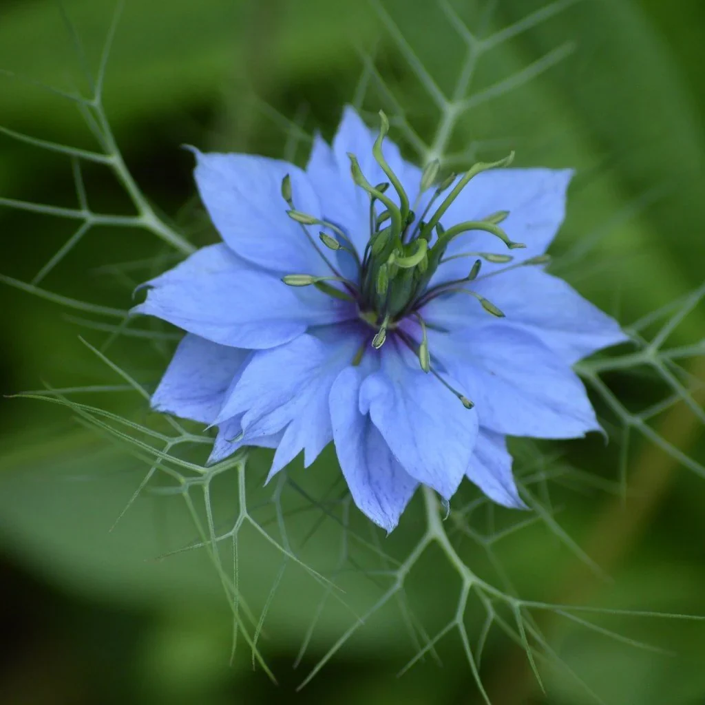 Love-in-a-Mist Flower Seeds