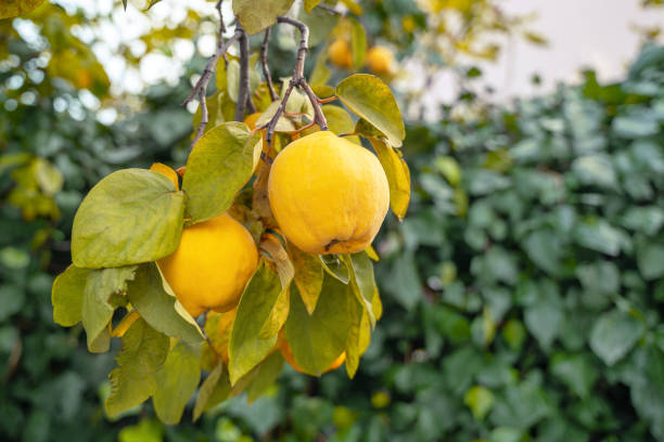 Premium Chaenomeles Green Fruit Seeds Kit for Easy Planting