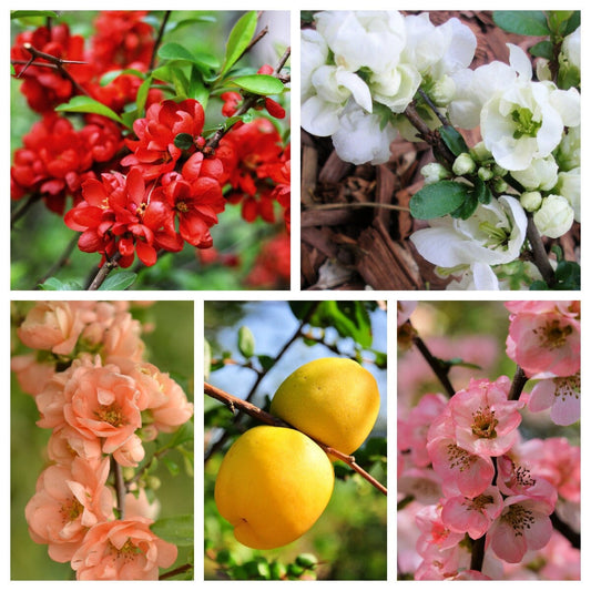 Flowering Quince Fruit Seeds – Pink, Red, White, And Orange Flowering Shrub Chaenomeles Speciosa heirloom non-gmo organic garden seeds