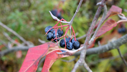Nannyberry Sweet Viburnum (Viburnum lentago) Shrub Tree Seeds – Blue-Black Berry Fruit, White Flowers
