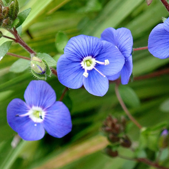 Veronica Repens Flower Seeds