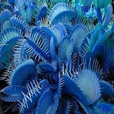 Fly Trap Plant Seeds For Easy Planting And Growth heirloom non-gmo organic garden seeds