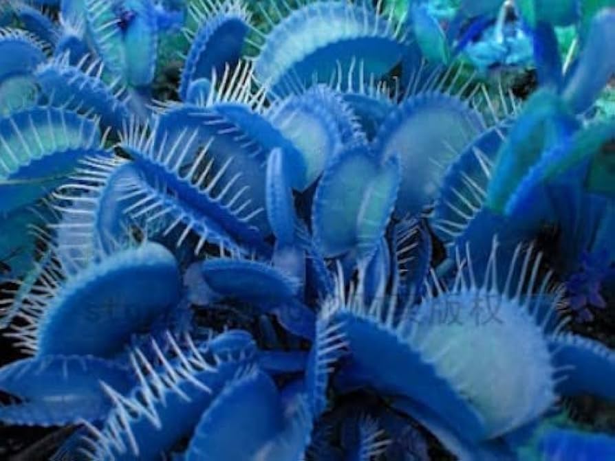 簡単に植えて育てられるハエトリグサの種