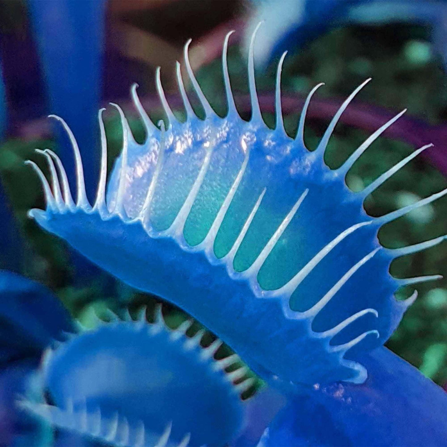 簡単に植えて育てられるハエトリグサの種
