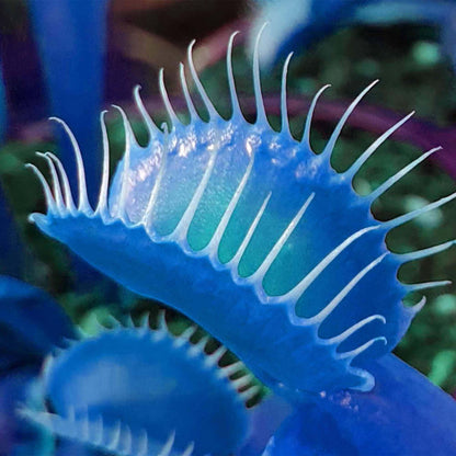 簡単に植えて育てられるハエトリグサの種