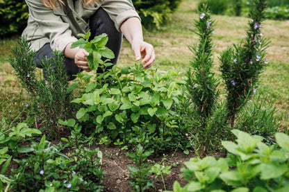 Aromatic Herb Seeds: Planting Foeniculum heirloom non-gmo organic garden seeds