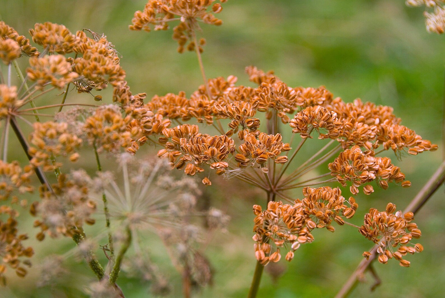 Bronze Fennel (Foeniculum vulgare ‘Purpureum’) Seeds