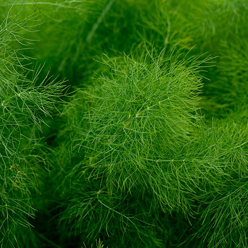 Fennel Seeds - Grosfruchtiger (Foeniculum vulgare)