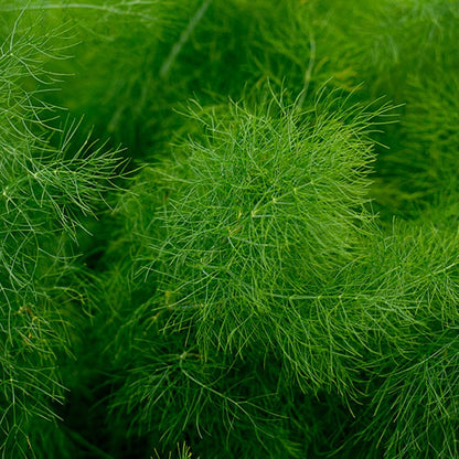 Fennel Seeds - Grosfruchtiger (Foeniculum vulgare)