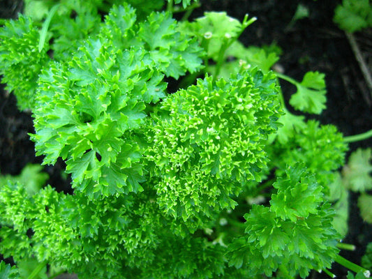 Forest Green Parsley Petroselinum Crispum Double Triple Curl Vegetable Seeds heirloom non-gmo organic garden seeds