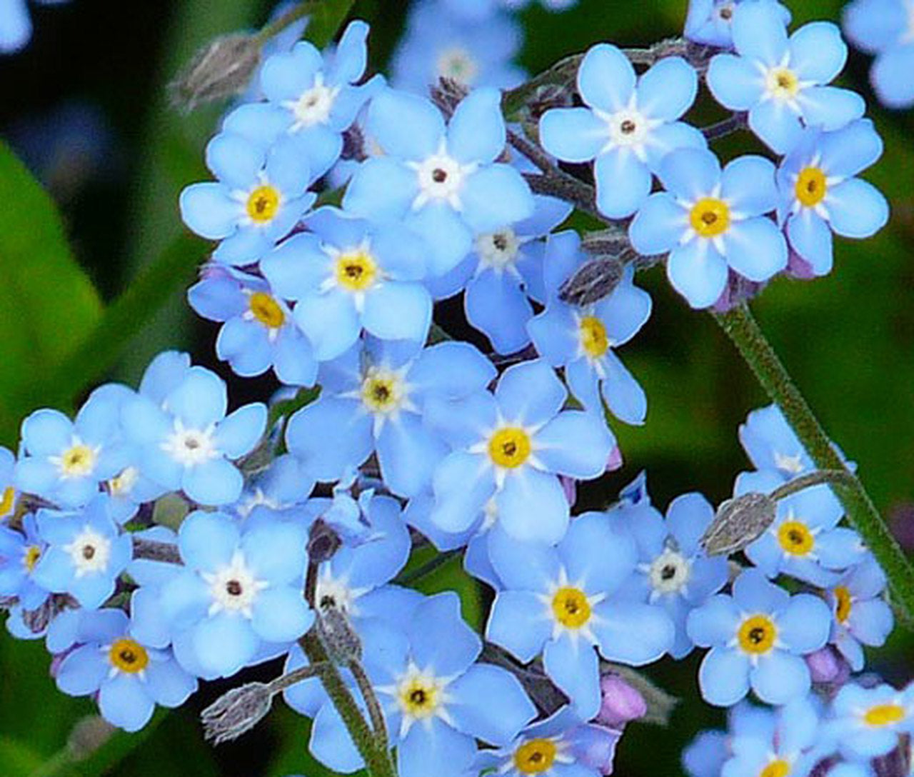 Forget-Me-Not Alpine Seeds ideal for garden borders and alpine landscaping with delicate blue flowers.
