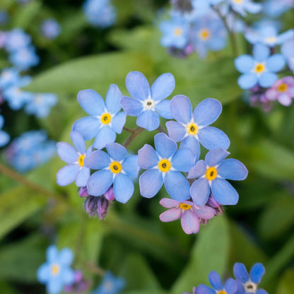 Forget-Me-Not Flower Seeds
