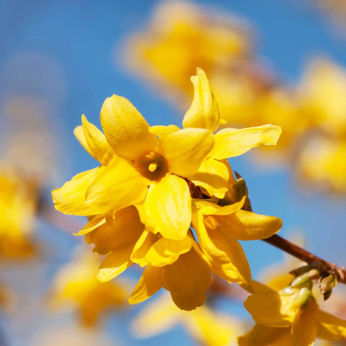 Yellow Forsythia Flower Seeds