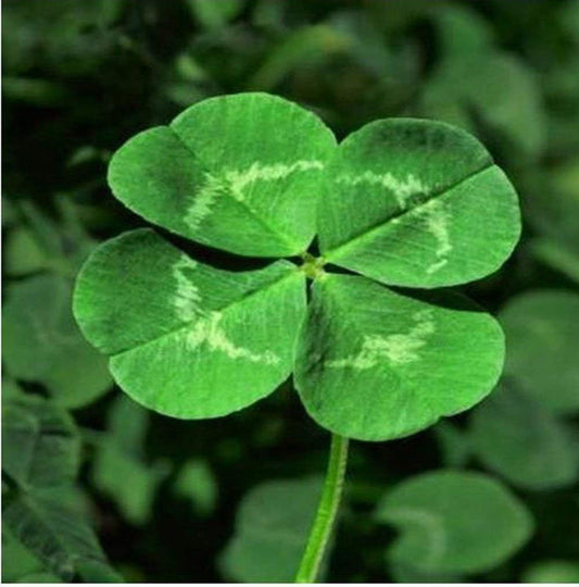 Four Leaf Clover Seeds For Planting heirloom non-gmo organic garden seeds