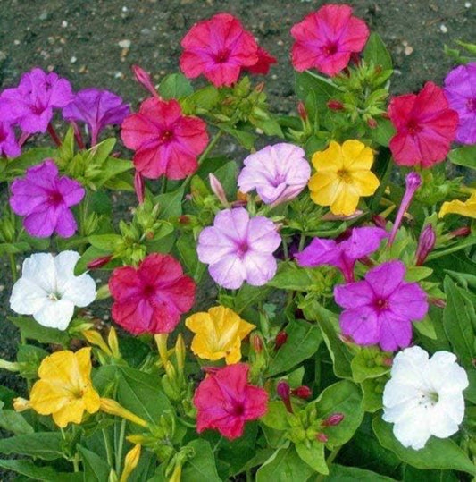 Four O'Clock Flower Seeds