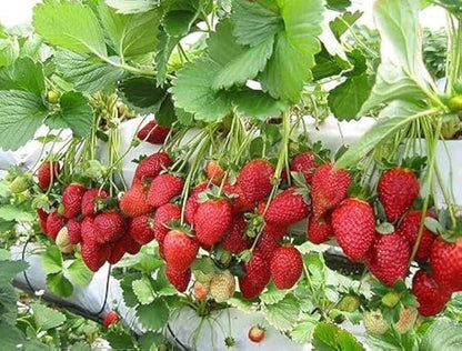 Strawberry Planting Seeds for Lush Garden Fruits - Easy to Grow