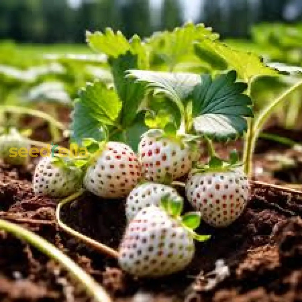 White Strawberry Planting for Edible Landscapes Seed for Fresh Garden Treats