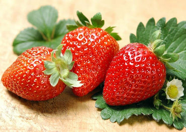 Giant Strawberry Fragaria pantassa Seeds for Planting fruit garden home pots