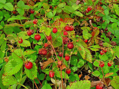 Vesca Baron Strawberry (Fragaria vesca) Seeds – Solemacher Berry