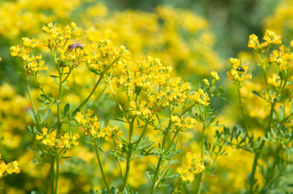Yellow Rue (Ruta graveolens) - 50 Herb of Grace, Fragrant Evergreen Flower Seeds