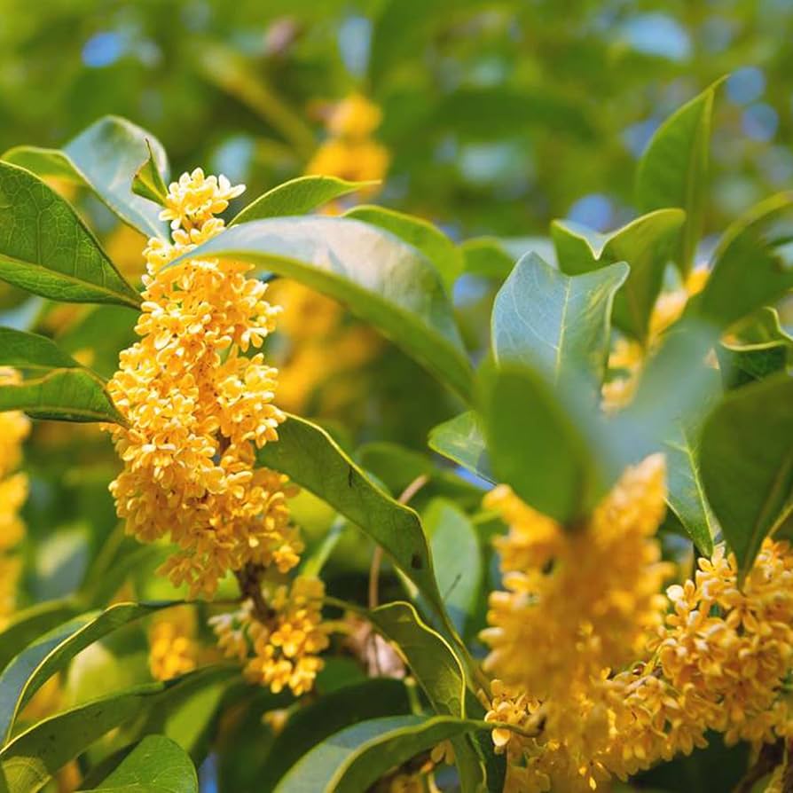 Osmanthus Fragrans Seeds For Planting Fragrant Garden Ornamental