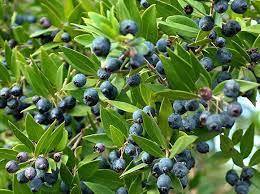 True Myrtle (Myrtus Communis) Fragrant White Flower & Edible Blue Berry Fruit Shrub Seeds