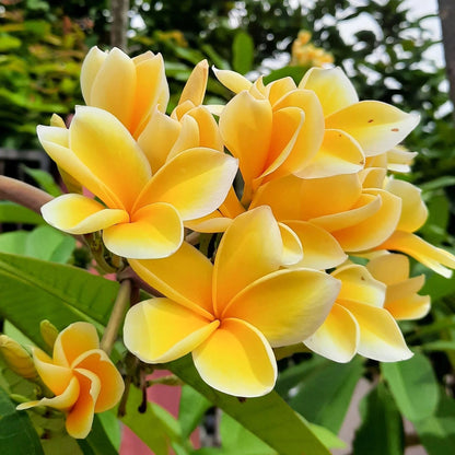 Frangipani Yellow Seeds Planting and Growing Guide