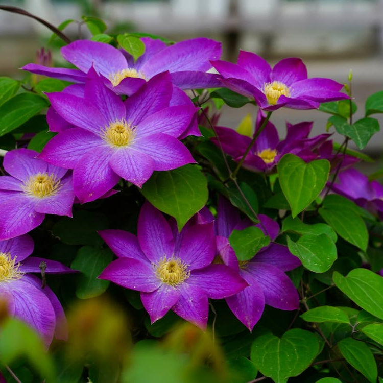 Purple Green Clematis Flower Seeds