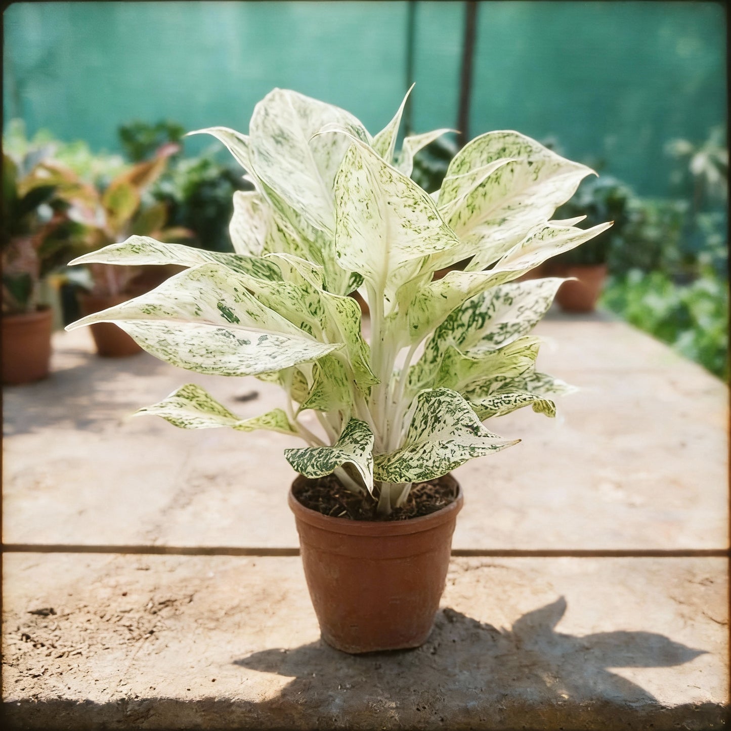 Aglaonema White Mix Planting Seeds for Your Garden
