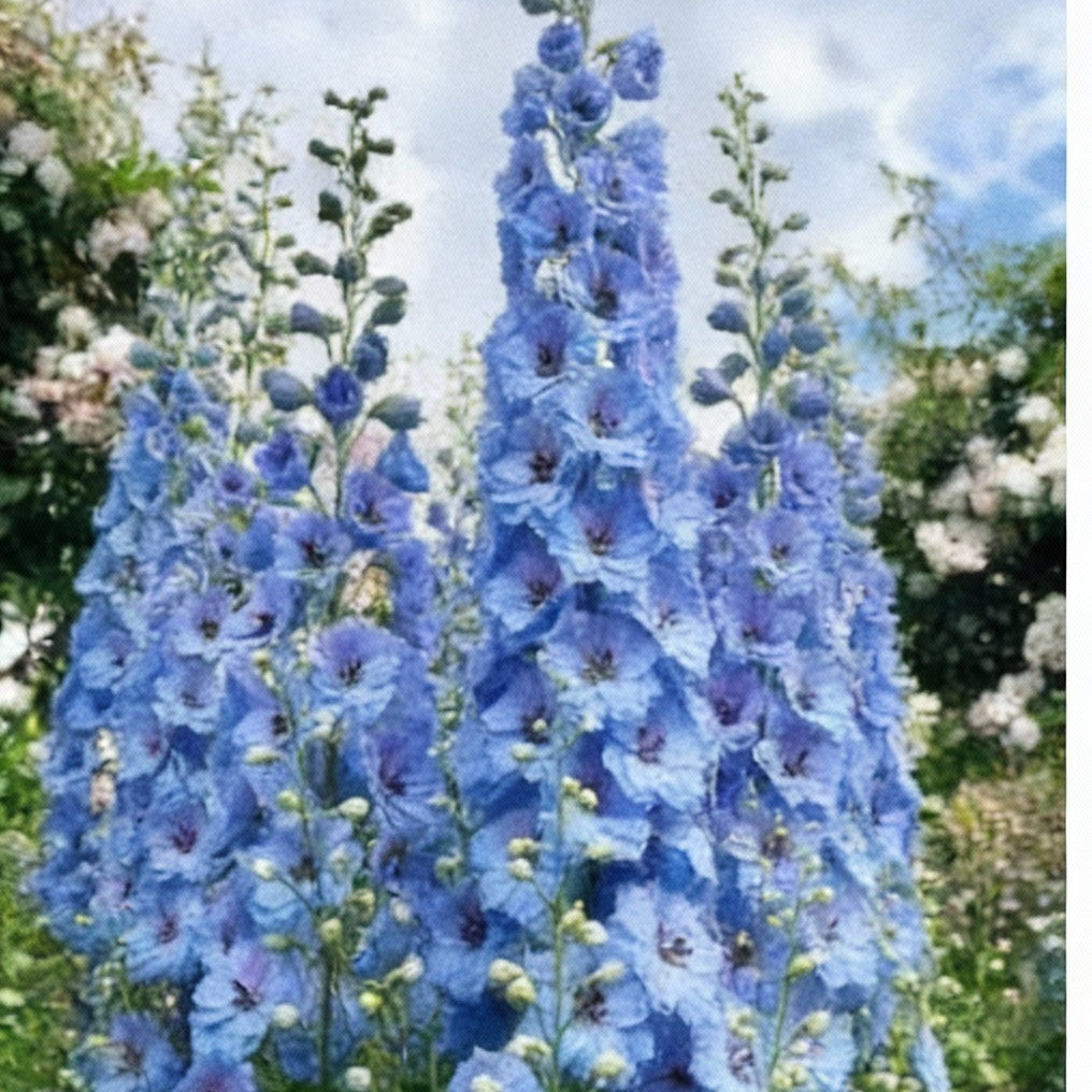 Doppelte Stockrose Alcea Rosea Himmelblau Samen zum Pflanzen – Wunderschöne Gartenblüten