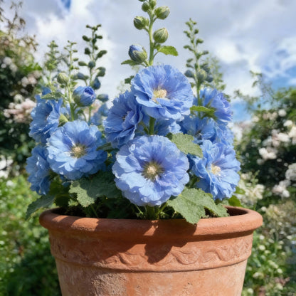 Doppelte Stockrose Alcea Rosea Himmelblau Samen zum Pflanzen – Wunderschöne Gartenblüten