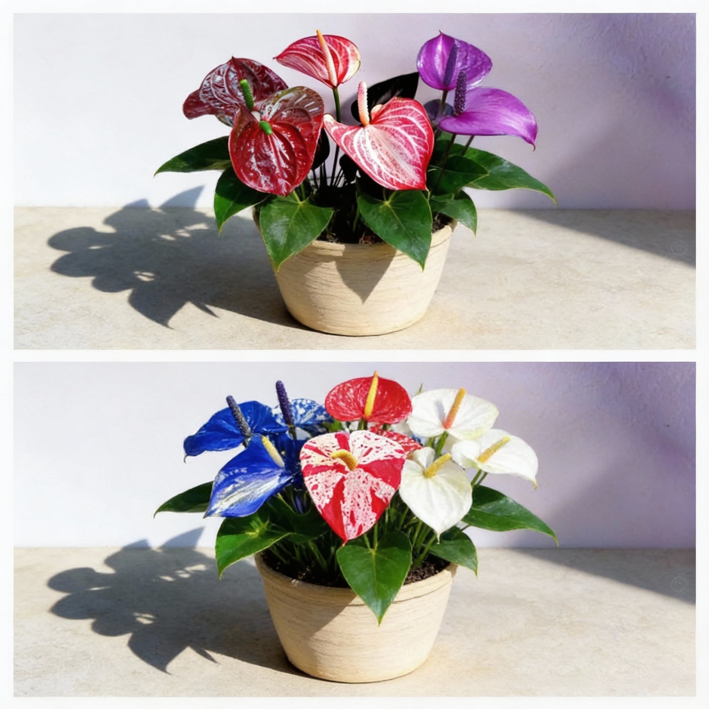 Anthurium Perennial Mixed Seeds - Grow Exotic Tropical Plants