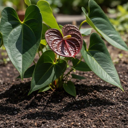 Anthurium Dark Brown Flower Seeds for All-Year Planting