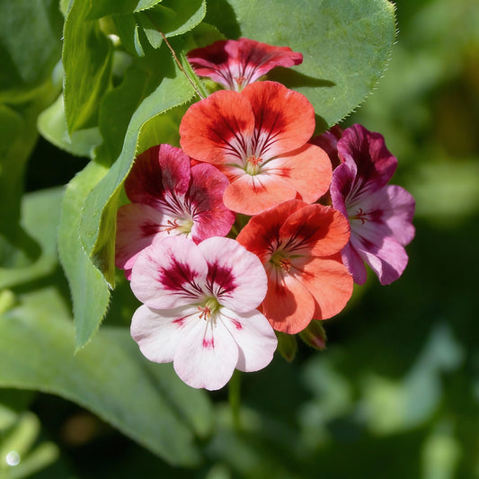 Multi-Flowered Double-Petal Petunia Seeds for Planting - Vibrant Mixed Colors