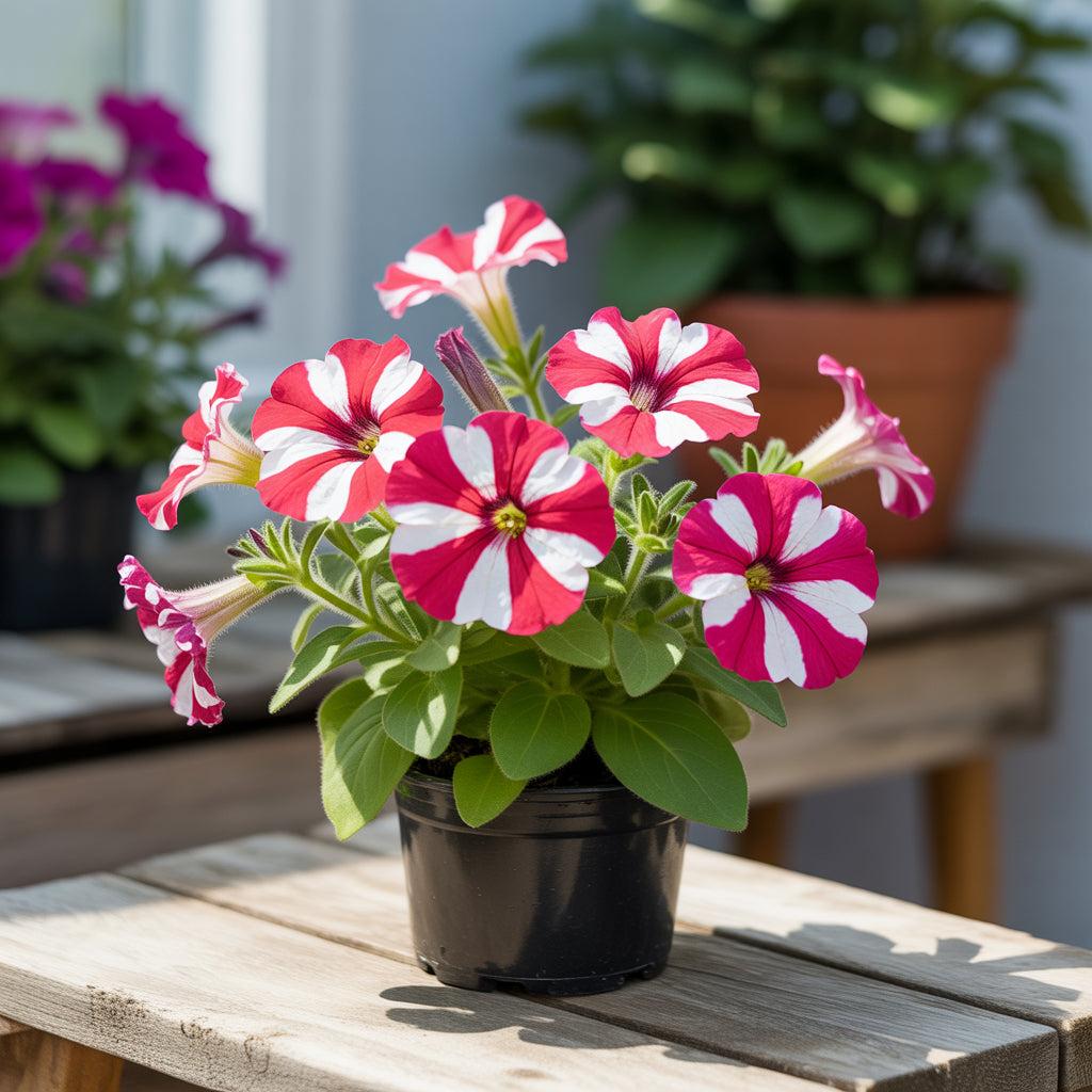 Red White Petunia Flower Seeds Planting