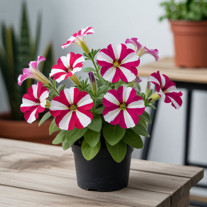 Red White Petunia Flower Seeds Planting