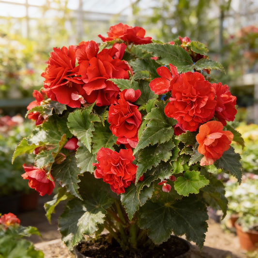 Begonia Nonstop Flower Planting Seeds for Vibrant Blooms - Perfect for Gardens and Containers