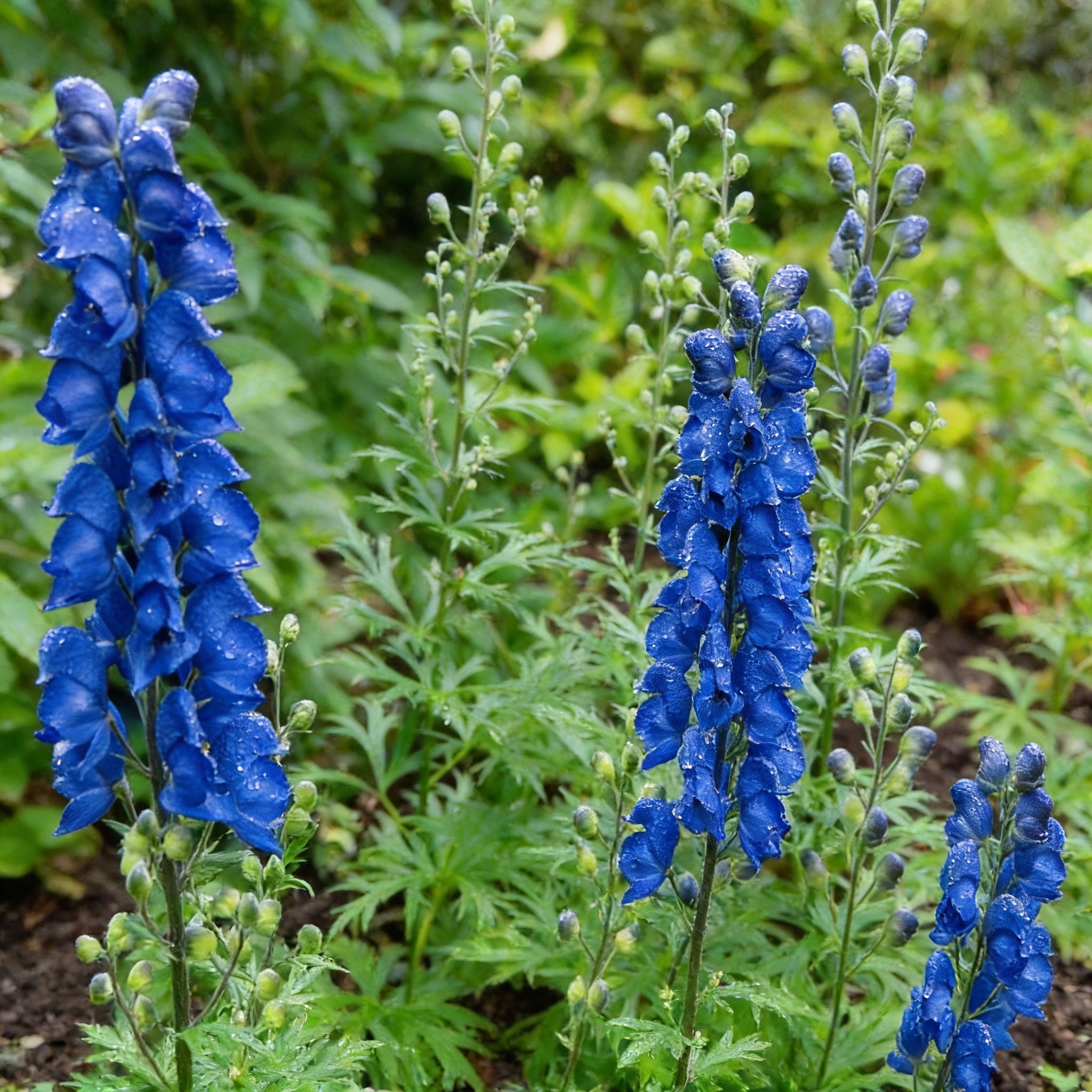 アーモンドフラワーHARDY AMIES 英国王室御用達サファイアブルー Aconitum Seeds – Blue Aconitum Carmichaelii Seeds for Planting