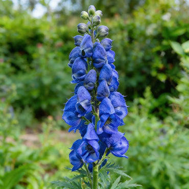 Blue Aconitum Carmichaelii Seeds for Planting - Stunning Perennial Flower Seeds