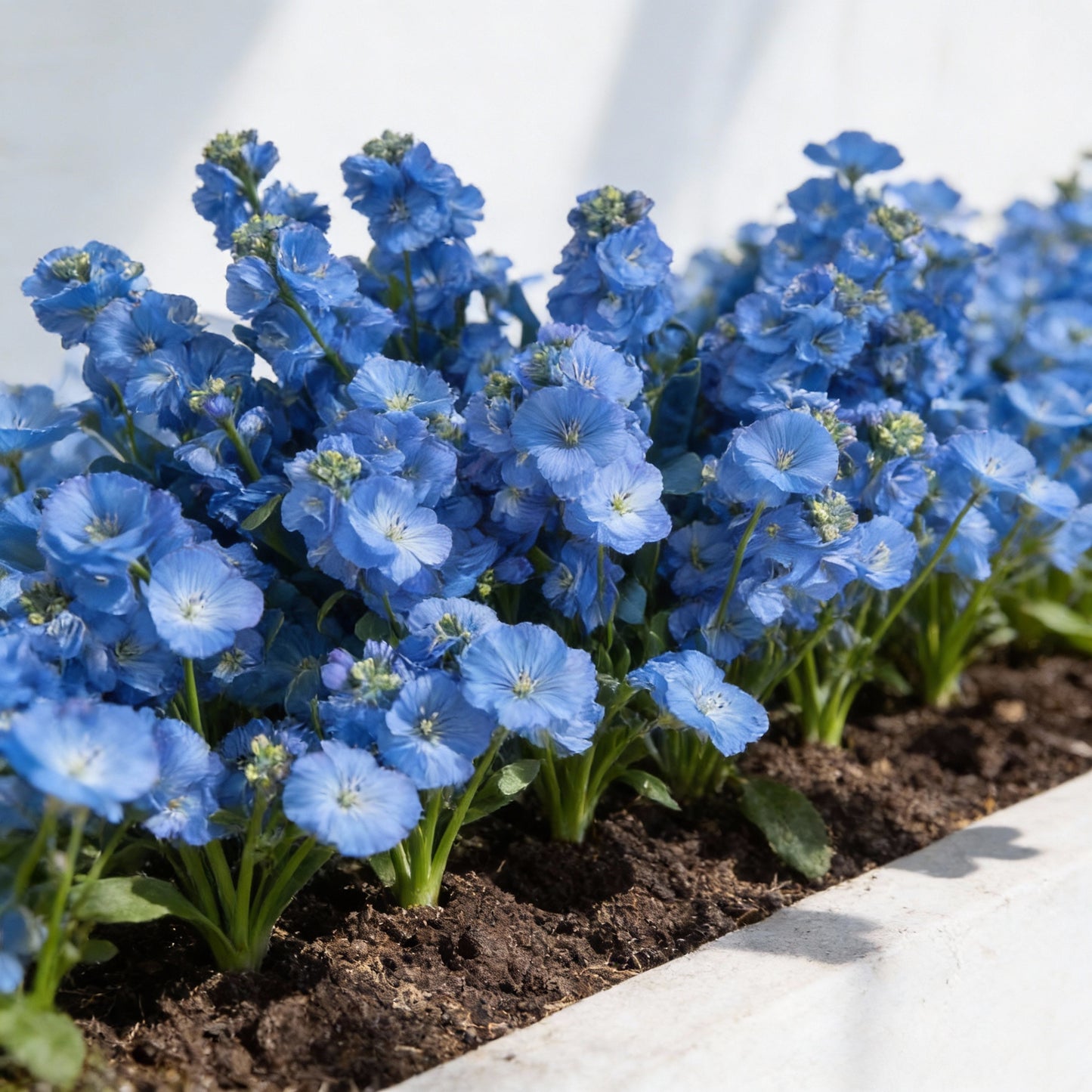 Blue Gilly Flower Seeds for Planting | Vibrant Blooms for Gardens and Borders