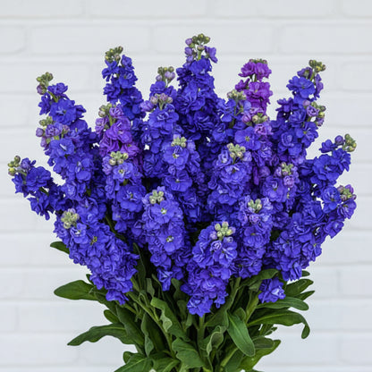 Blue Gilly Flower Seeds for Planting | Vibrant Blooms for Gardens and Borders