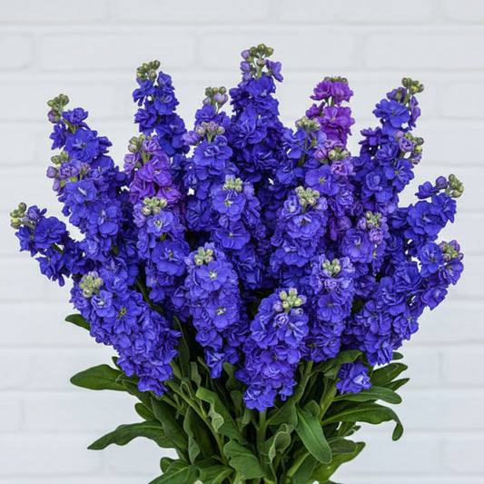 Blue Gilly Flower Seeds for Planting | Vibrant Blooms for Gardens and Borders