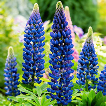 Blue Lupine Seeds for Planting  Vibrant Flowering Plants