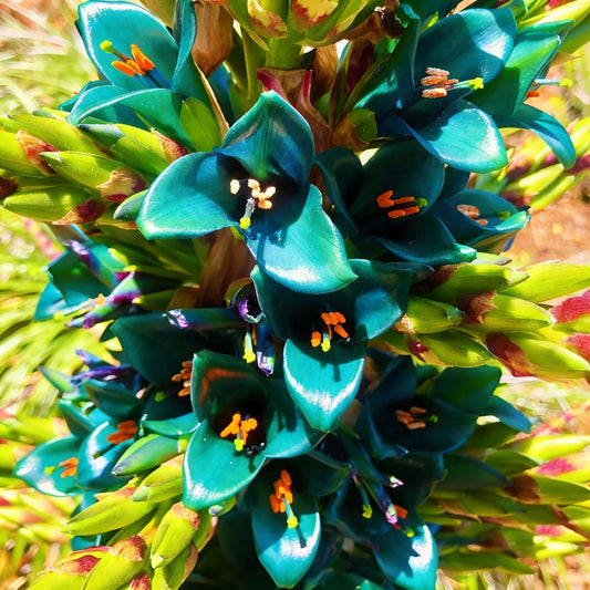 Blue Puya Alpestris Seeds for Planting
