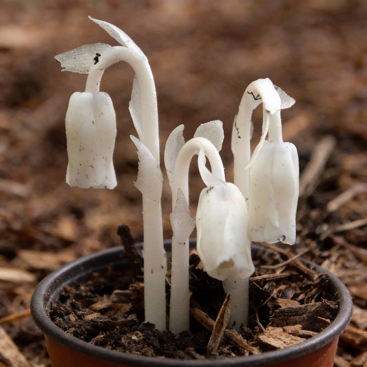 Monotropa Uniflora Seeds - Planting the Enigmatic Indian Pipe Flower