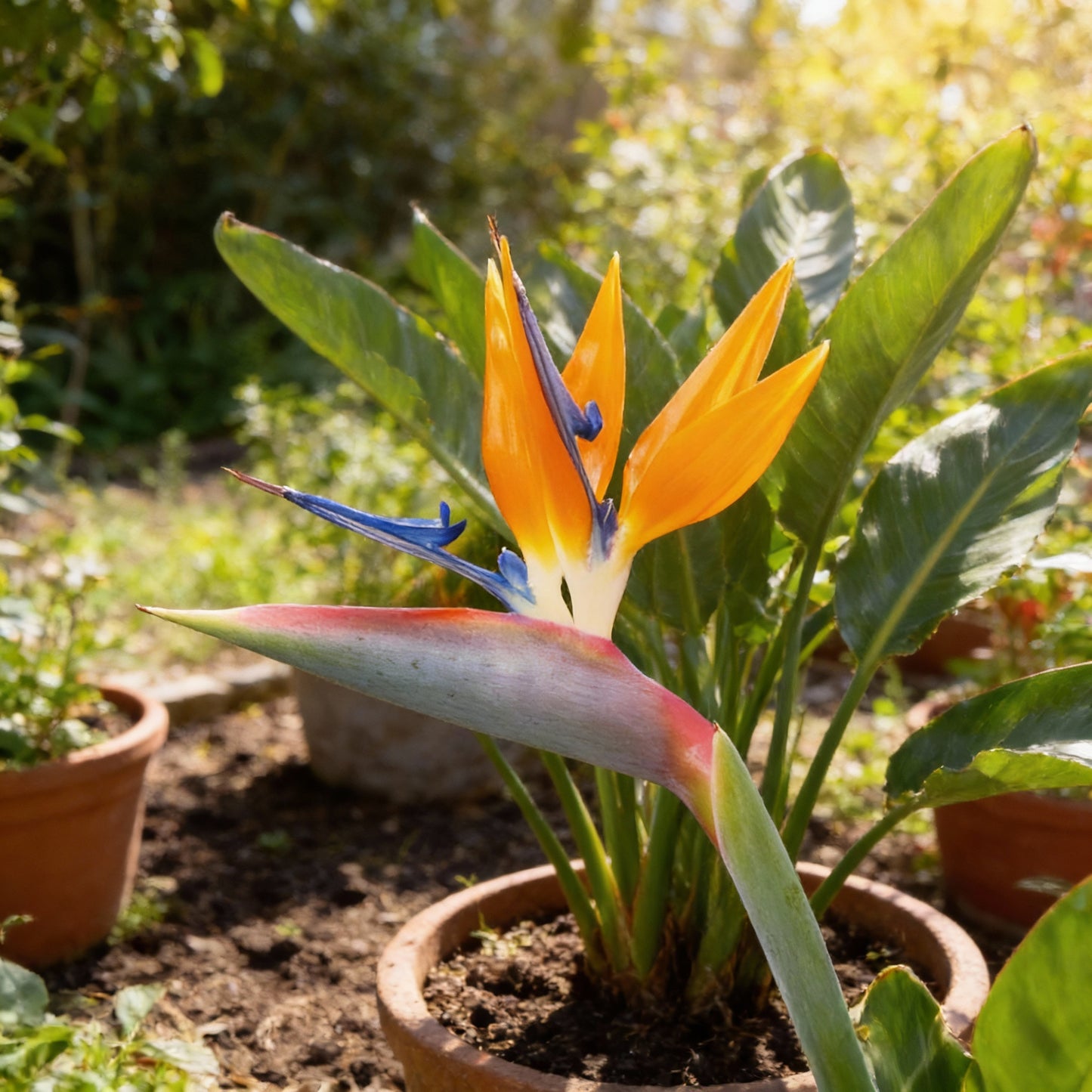 Orange Bird of Paradise Seeds for Planting - Exotic Blooms for Your Garden