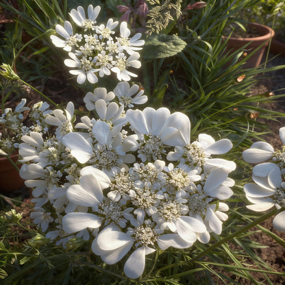 White Orlaya Flower Seeds for Planting  Seed for Delicate and Elegant Blooms in Gardens