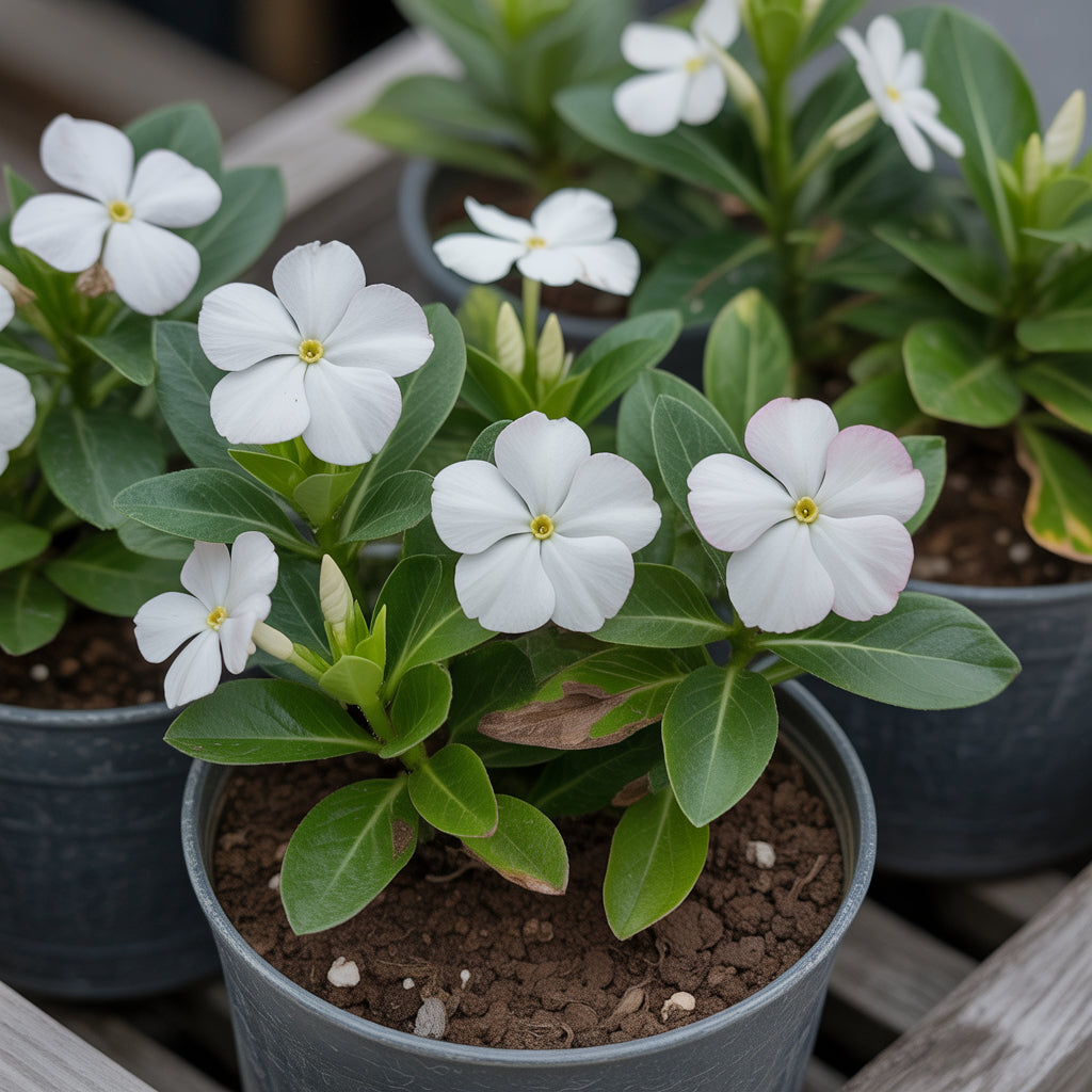 White Catharanthus Flower Seeds Planting