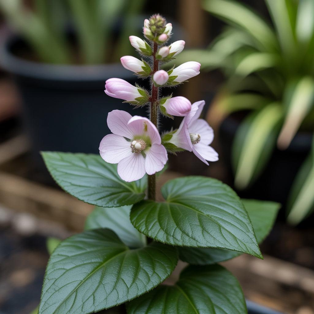 Buy White Turtlehead Flower Seeds for Long-Lasting Hardy Planting Seed ...